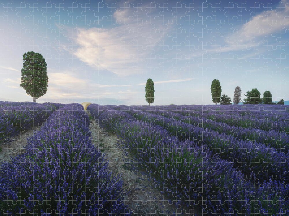 Lavender Jigsaw Puzzle featuring the photograph Lavender fields and trees. Orciano, Tuscany by Stefano Orazzini