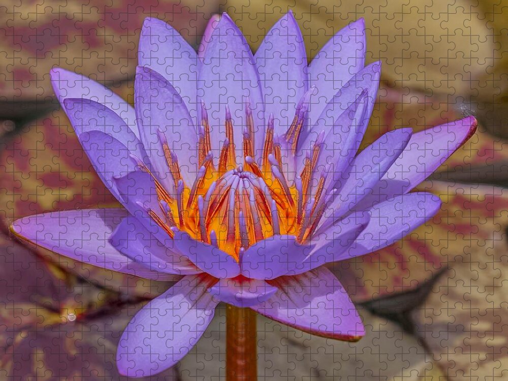 Flower Jigsaw Puzzle featuring the photograph Lavender Lotus by Susan Rydberg