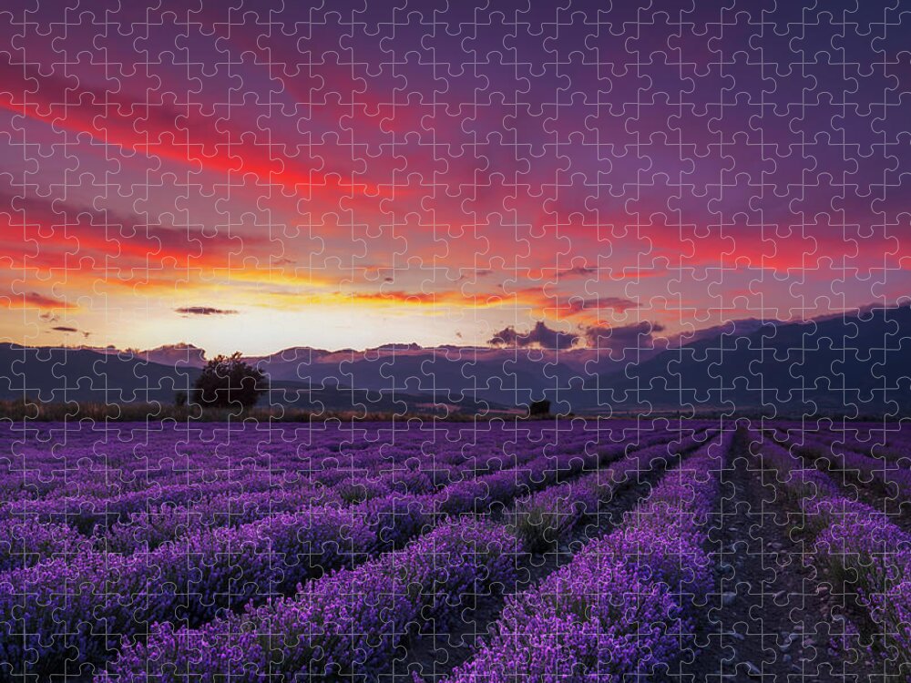 Dusk Jigsaw Puzzle featuring the photograph Lavender Season by Evgeni Dinev