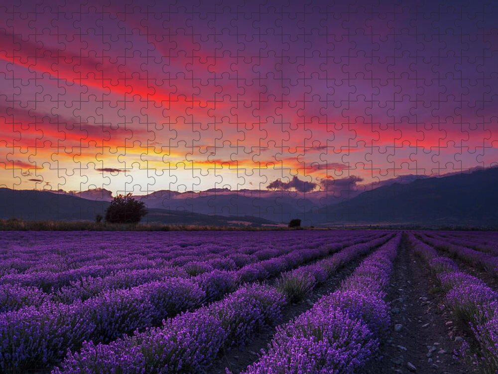 Dusk Puzzle featuring the photograph Lavender Season by Evgeni Dinev