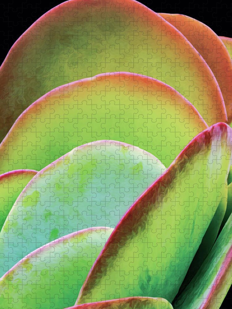 Succulent Jigsaw Puzzle featuring the photograph Layeres Of Succulent Plant Leaves by Gary Slawsky