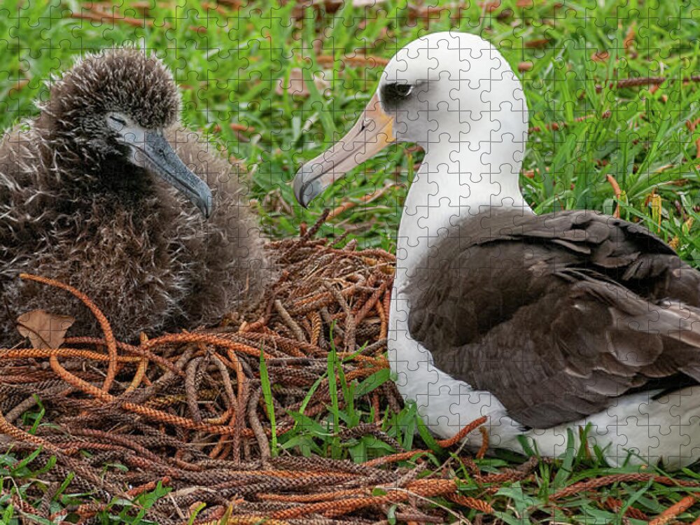 Kauai Jigsaw Puzzle featuring the photograph Laysan Albatross and Chick VI. by Doug Davidson