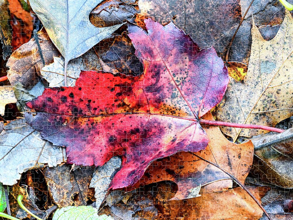 Fall Jigsaw Puzzle featuring the photograph Leaf Carpet by Steven Nelson