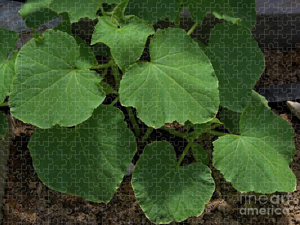 Leaf Jigsaw Puzzle featuring the photograph Leaf Pattern and Texture by Kae Cheatham
