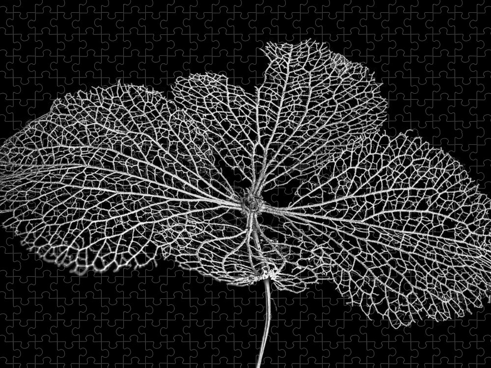 Leaf Jigsaw Puzzle featuring the photograph Leaf Skeleton 1 by Nigel R Bell