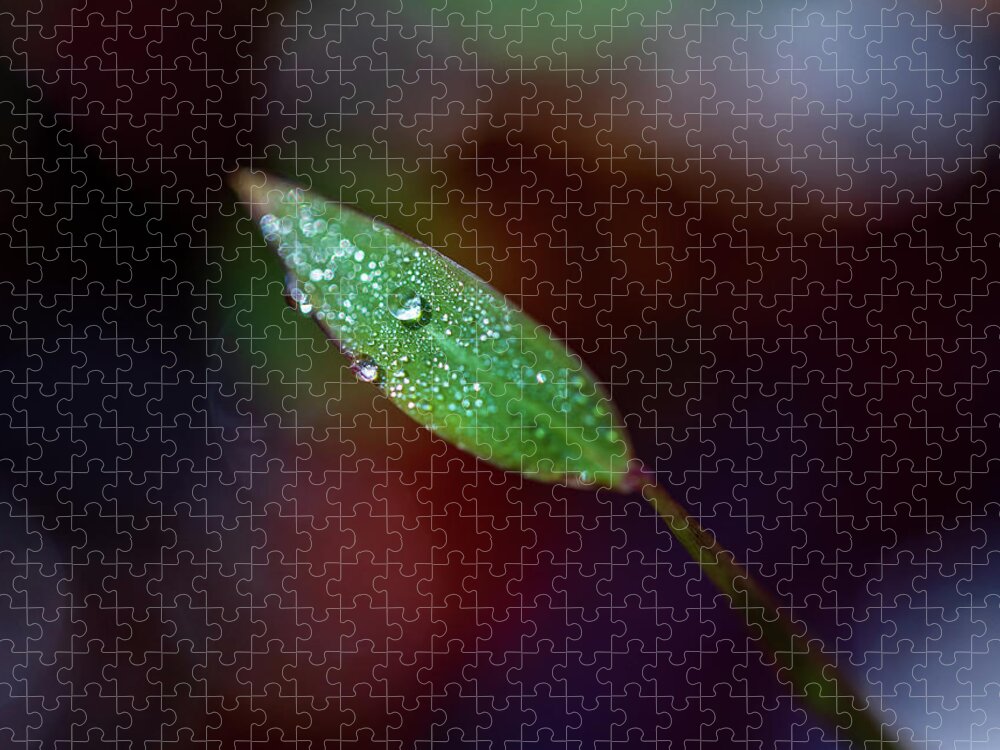 Leaf Jigsaw Puzzle featuring the photograph Leaf With Water Drops by Amelia Pearn
