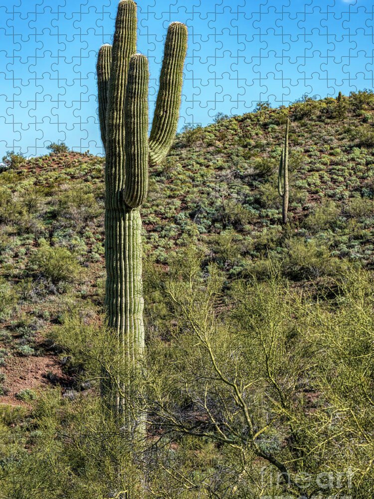 Cactus Jigsaw Puzzle featuring the photograph Left Cactus by Pamela Dunn-Parrish