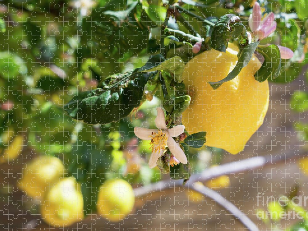 Lemon Tree Jigsaw Puzzle featuring the photograph Lemon blossoms and lovely lemon in the Mediterranean garden by Adriana Mueller