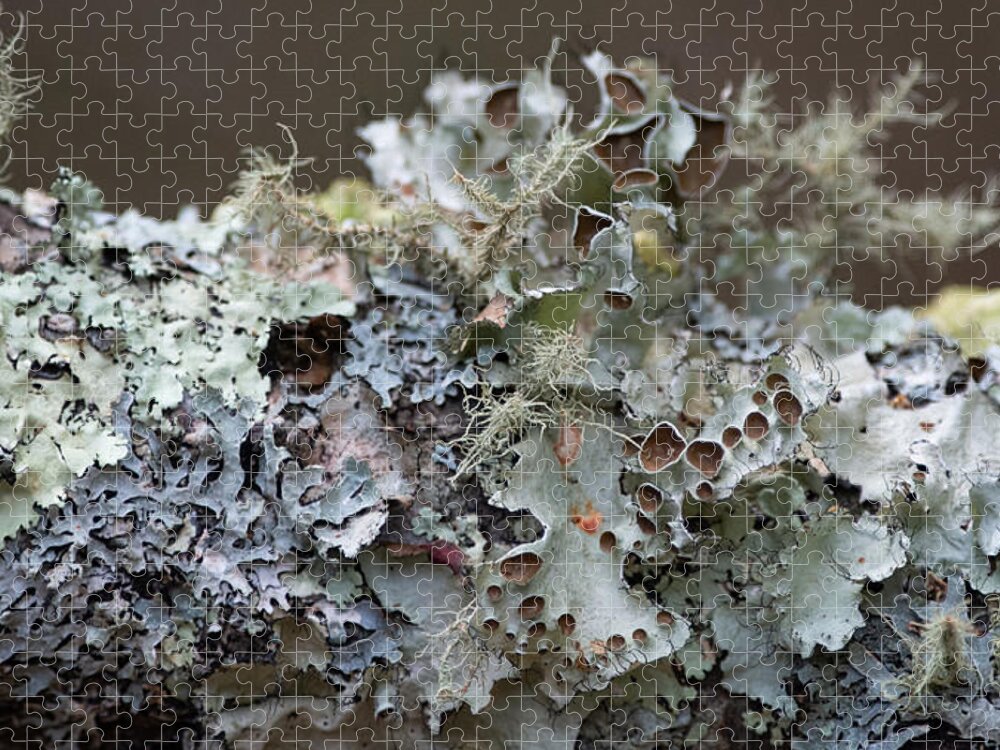 Lichen Jigsaw Puzzle featuring the photograph Lichen Sampler by Linda Bonaccorsi