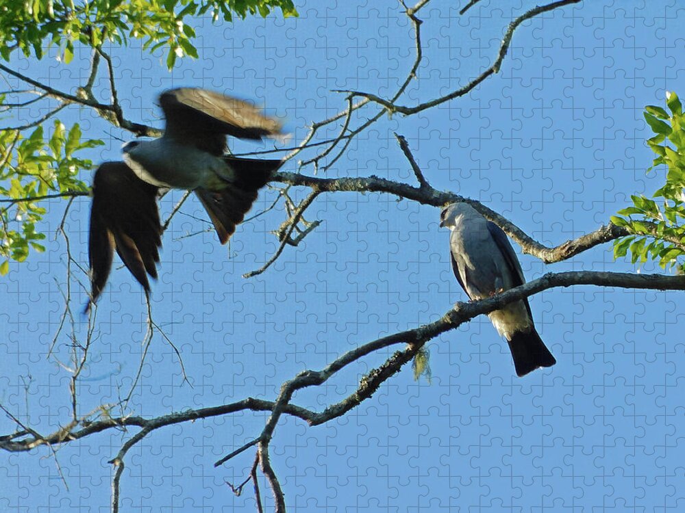 Bird Jigsaw Puzzle featuring the photograph Lift Off by Carl Moore