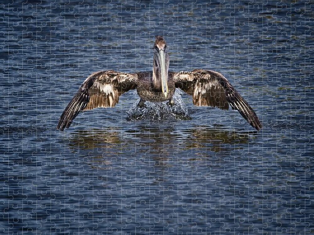 Brown Pelican Jigsaw Puzzle featuring the photograph Liftoff by Ronald Lutz