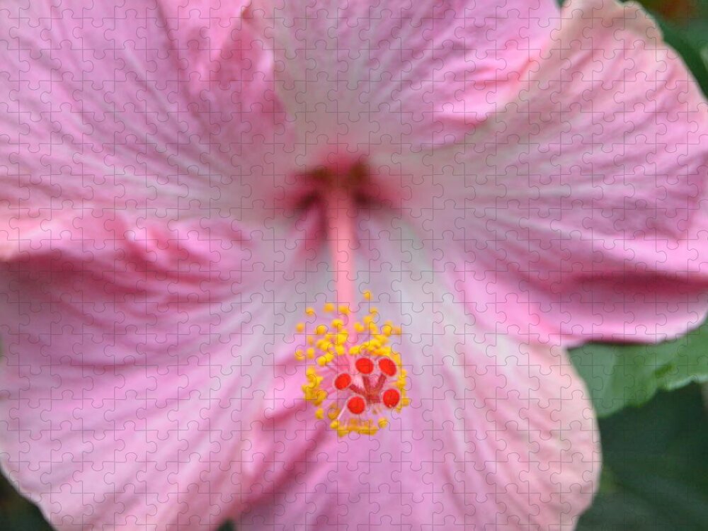 Flower Jigsaw Puzzle featuring the photograph Light Pink Hibiscus 3 by Amy Fose