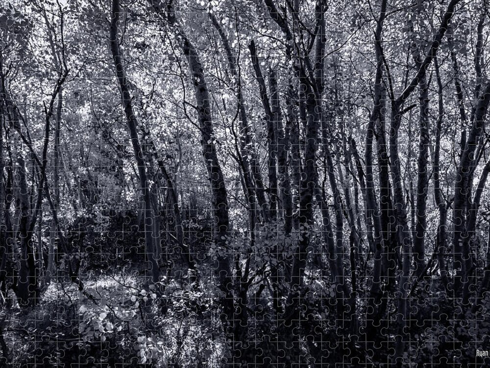 Black And White Jigsaw Puzzle featuring the photograph Light Through the Leaves by Ryan Huebel