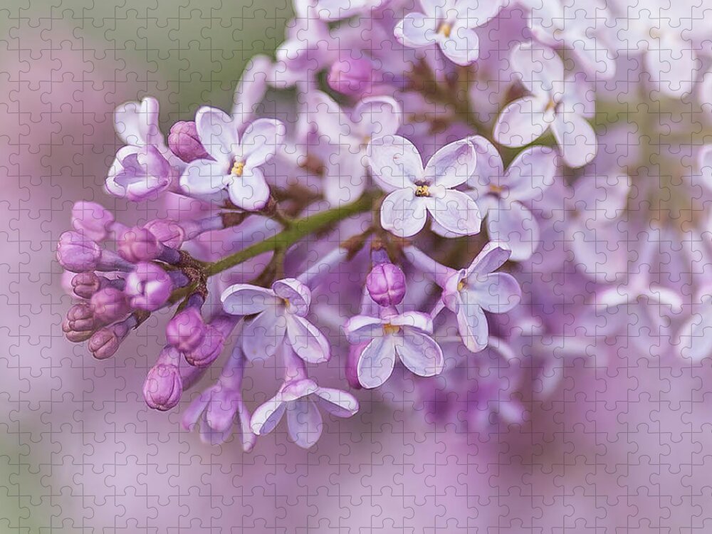 Flowers Jigsaw Puzzle featuring the photograph Lilac Dream by Linda McRae