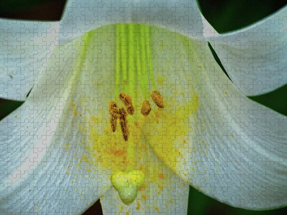 Nature Jigsaw Puzzle featuring the photograph Lily by George Taylor