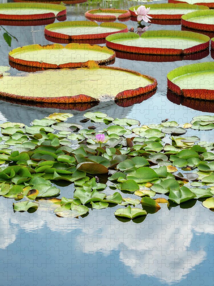 Giant Jigsaw Puzzle featuring the photograph Lily Pads and Clouds by Cate Franklyn