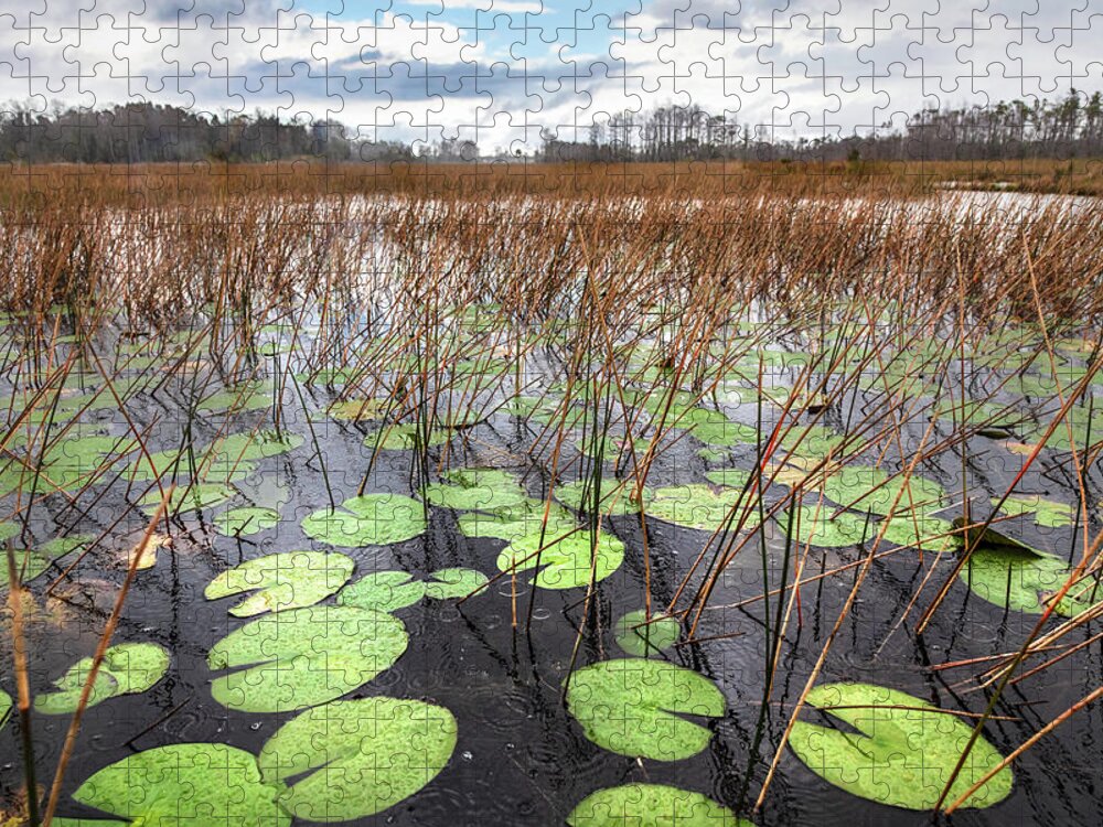 Clouds Jigsaw Puzzle featuring the photograph Lilypads Floating in the Rain by Debra and Dave Vanderlaan