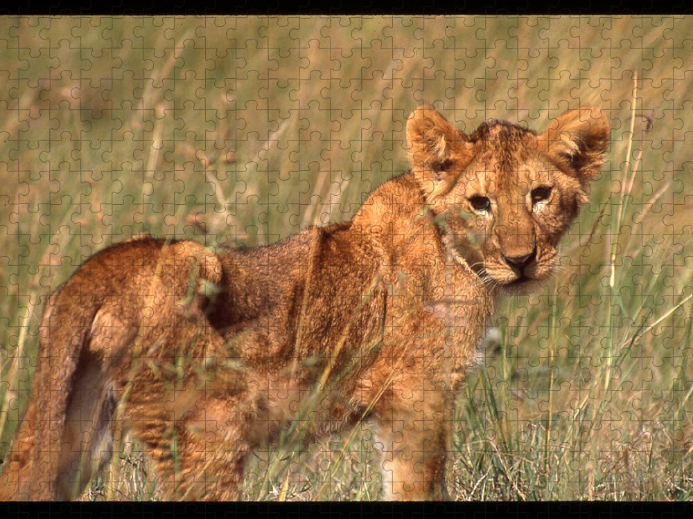 Africa Jigsaw Puzzle featuring the photograph Lion Cub Looking at Photographer by Russel Considine