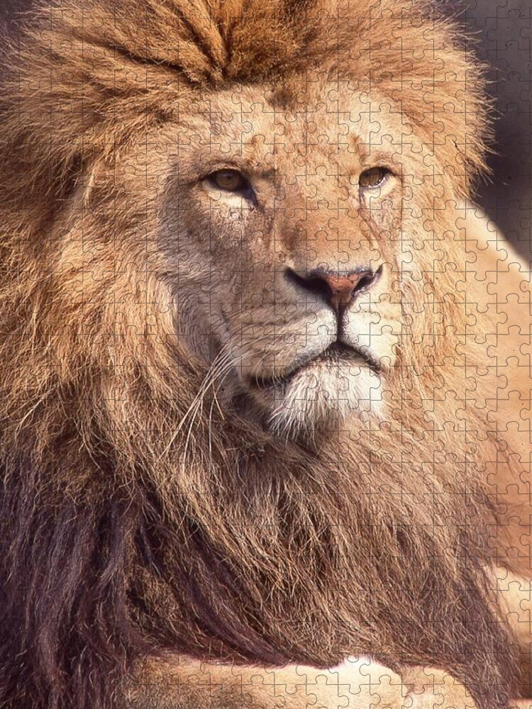 Lion Jigsaw Puzzle featuring the photograph Lion King 2 by Russel Considine