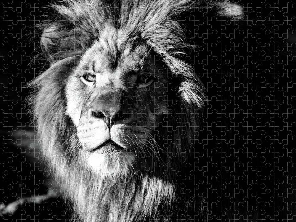 Lion Jigsaw Puzzle featuring the photograph Lion portrait BW by Flees Photos