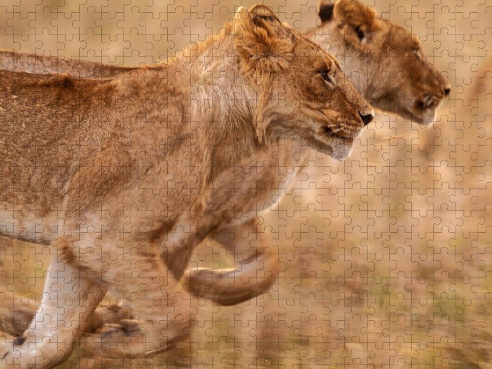 Kenya Jigsaw Puzzle featuring the photograph Lion running by Yoshiki Nakamura