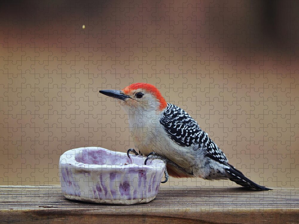 Bird Jigsaw Puzzle featuring the photograph Literally Grabbing a Bite to Eat - Woodpecker Bird by Gaby Ethington