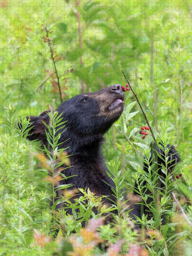 Black Bear Jigsaw Puzzle featuring the photograph Little Berry Eater - Black Bear Yearling by Susan Rissi Tregoning