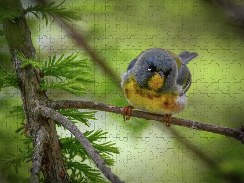 Warbler Jigsaw Puzzle featuring the photograph Little Cutie by Michelle Wittensoldner