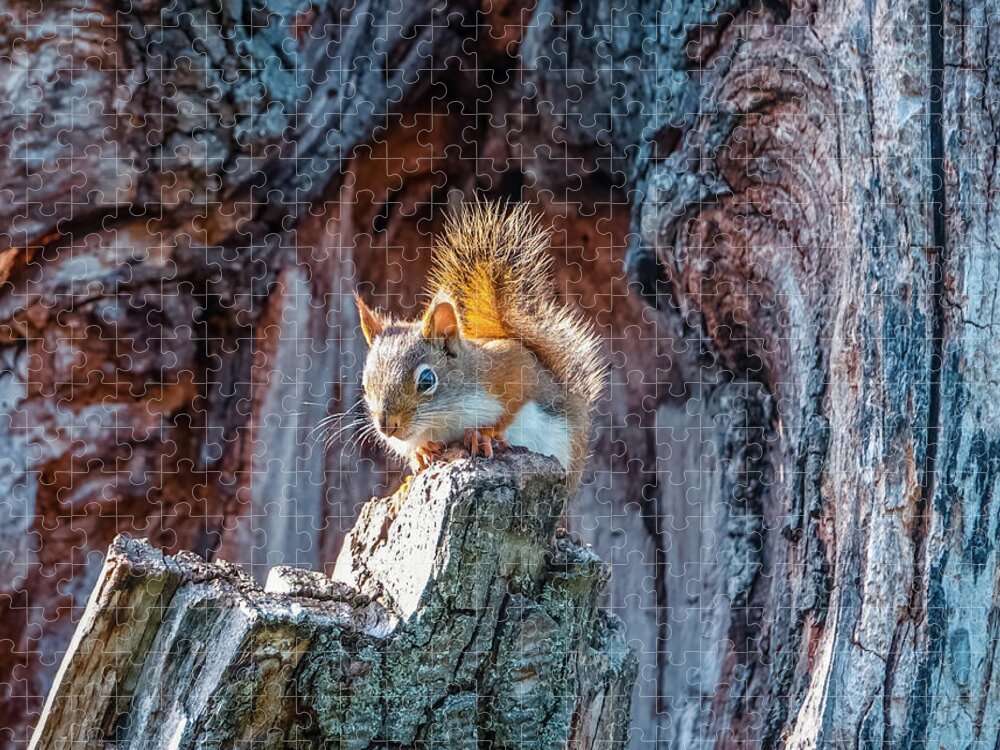 Squirrel Jigsaw Puzzle featuring the photograph Little Squirrel by Lilia S