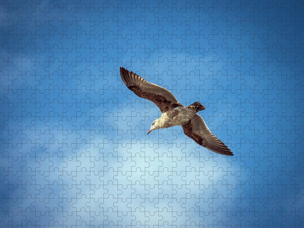 Seagull Jigsaw Puzzle featuring the photograph Livingstone I Presume by Joe Schofield