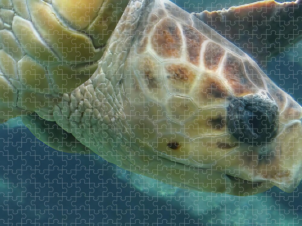 Sea Turtle Jigsaw Puzzle featuring the photograph Loggerhead Sea Turtle by Rebecca Herranen