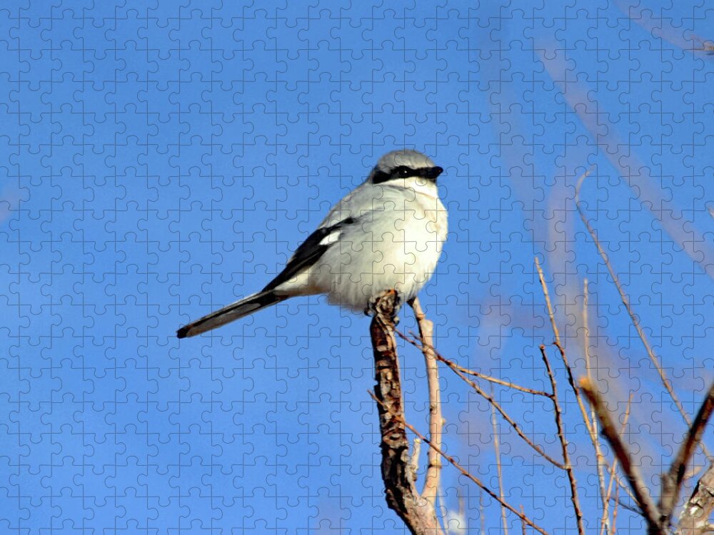 Loggerhead Shrike Jigsaw Puzzle featuring the digital art Loggerhead Shrike by Tom Janca