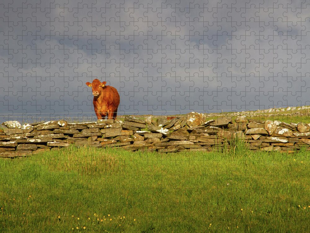 Red Cow Jigsaw Puzzle featuring the photograph Lone Sentry by Mark Callanan
