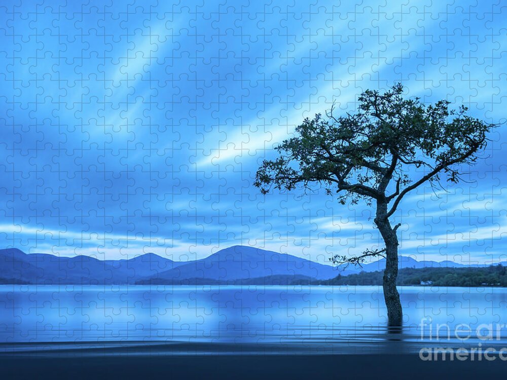 Milarrochy Bay Jigsaw Puzzle featuring the photograph Lone tree Milarrochy Bay by Janet Burdon