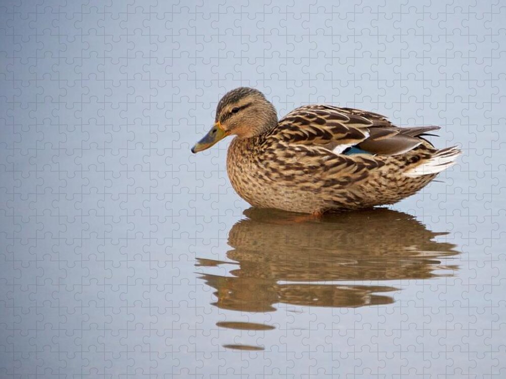 Duck Animal Puddle Lonely Lonliness Sad Thinking Contemplation Reflection Muddy Water Brown Female Bird Looking Jigsaw Puzzle featuring the photograph Lonely duck in a puddle by Sean Hannon