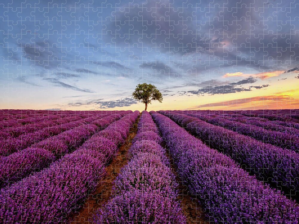 Lavender Jigsaw Puzzle featuring the photograph Lonely Tree in a Lavender Field at Sunset by Alexios Ntounas