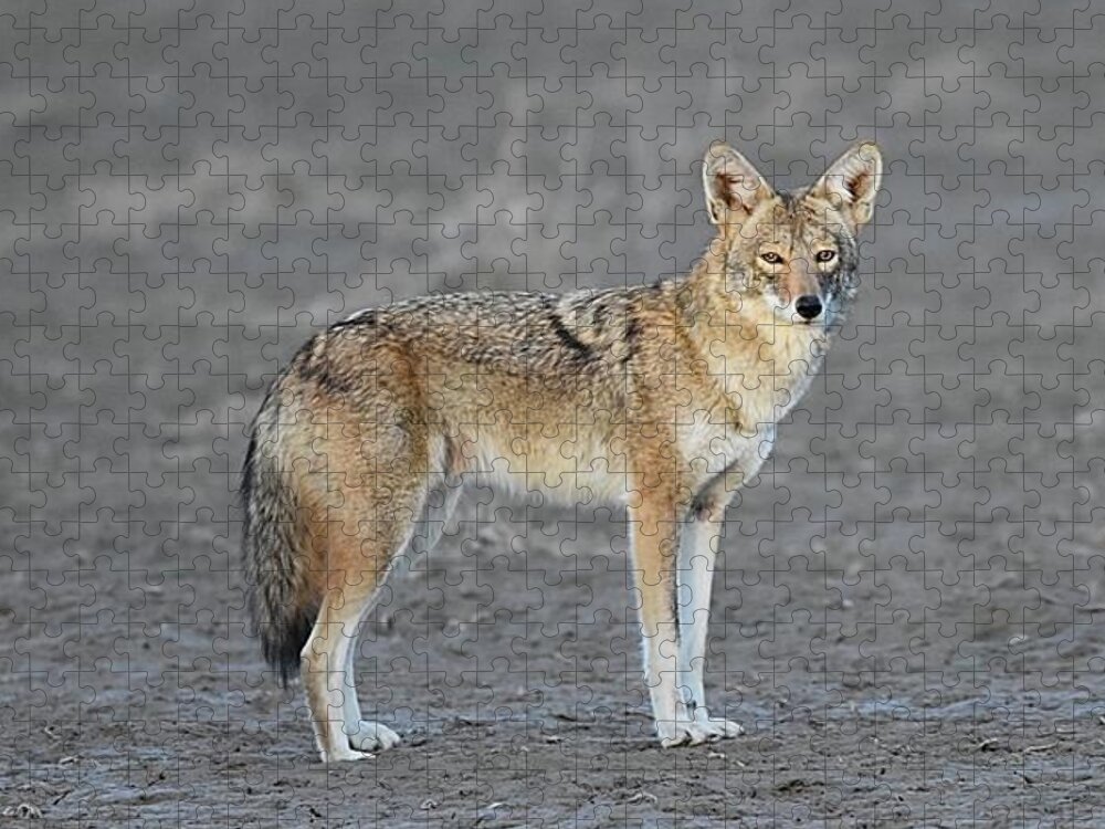 Coyote Jigsaw Puzzle featuring the digital art Loner by Tammy Keyes
