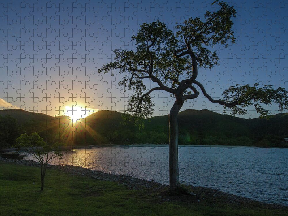Caribbean Jigsaw Puzzle featuring the photograph Lonesome Tree at Sunrise by Matthew DeGrushe