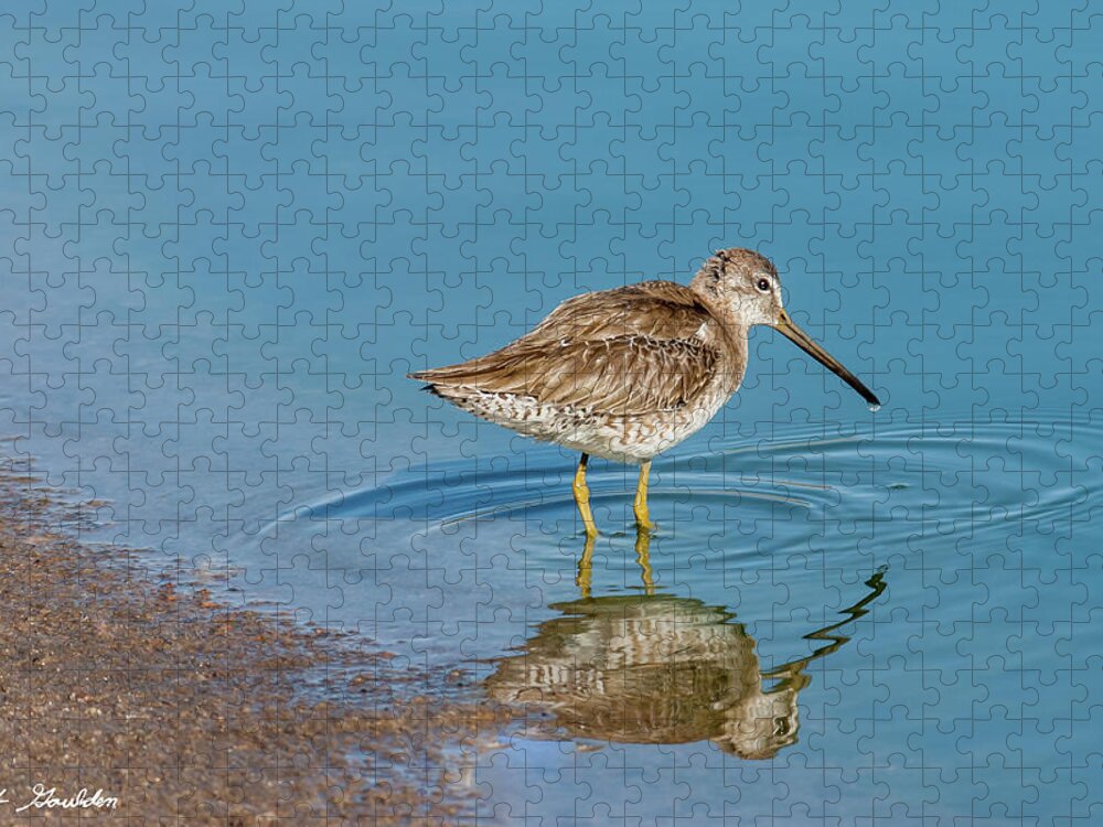 Animal Jigsaw Puzzle featuring the photograph Long-Billed Dowitcher Probing in the Mud by Jeff Goulden