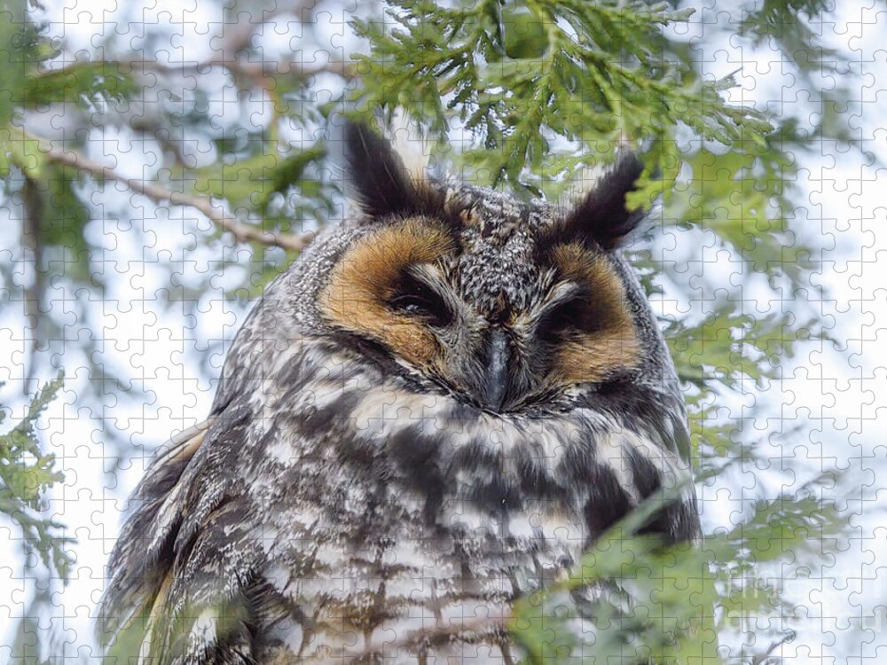 Long-eared Owl Jigsaw Puzzle featuring the photograph Long-Eared Owl by Charline Xia