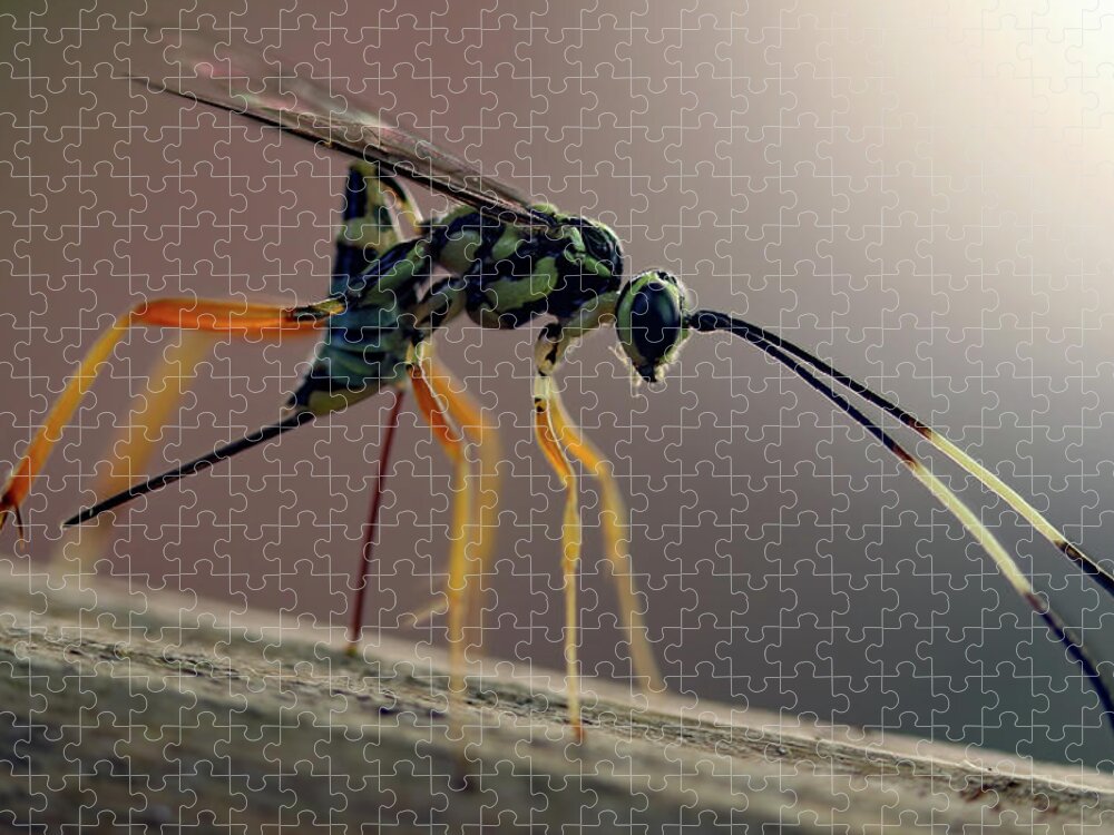 Insects Jigsaw Puzzle featuring the photograph Long Legged Alien by Jennifer Robin