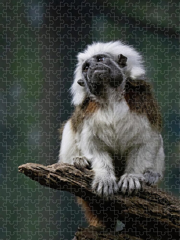 Monkey Jigsaw Puzzle featuring the photograph Longing by Gina Fitzhugh