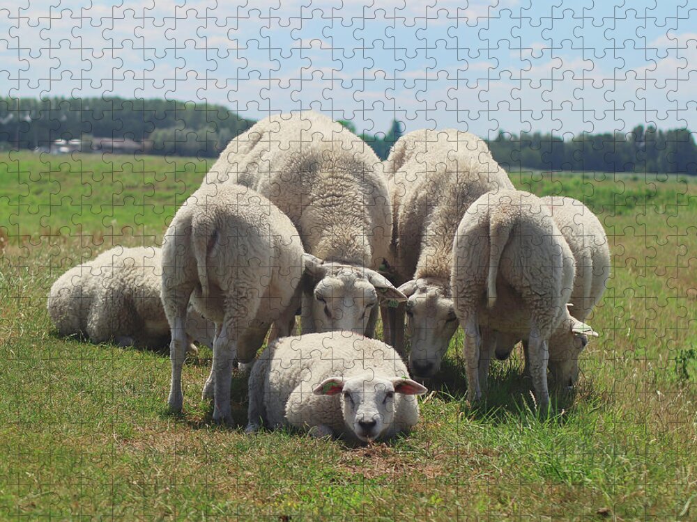 Sheep Jigsaw Puzzle featuring the photograph Looking for me sheep by MPhotographer