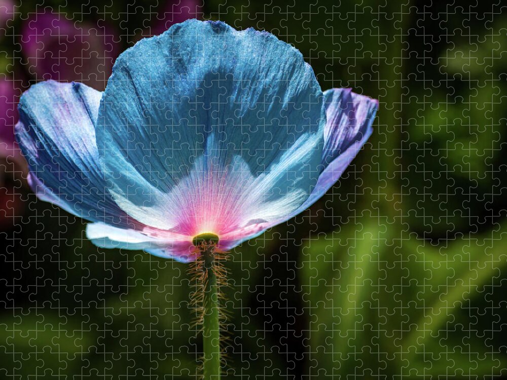 Flowers/plants Jigsaw Puzzle featuring the photograph Looking up - Himalayan Blue Poppy by Louis Dallara