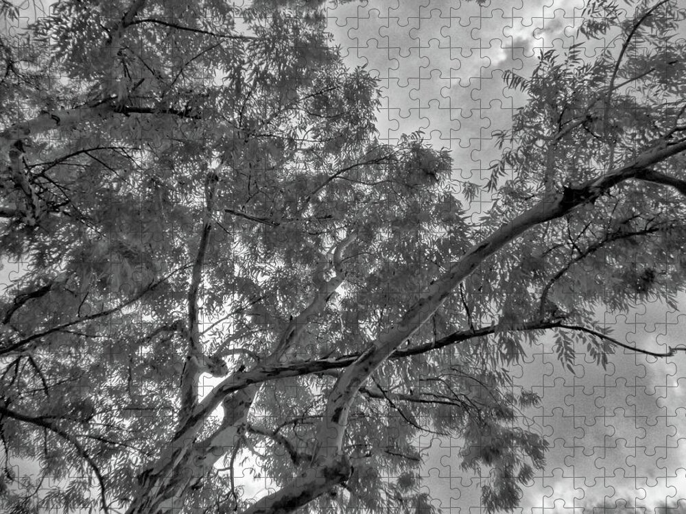 Tree Jigsaw Puzzle featuring the photograph Looking Up in Black and White Infrared by Alan Goldberg
