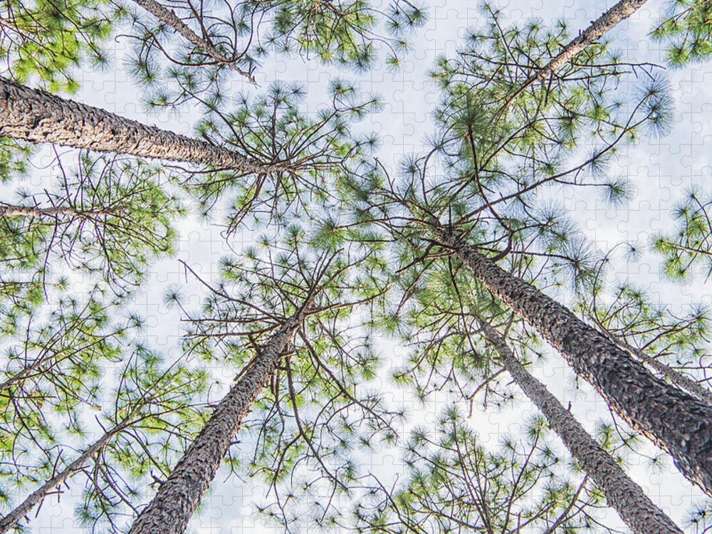 Natural Jigsaw Puzzle featuring the photograph Looking Up in the Croatan National Forest by Bob Decker