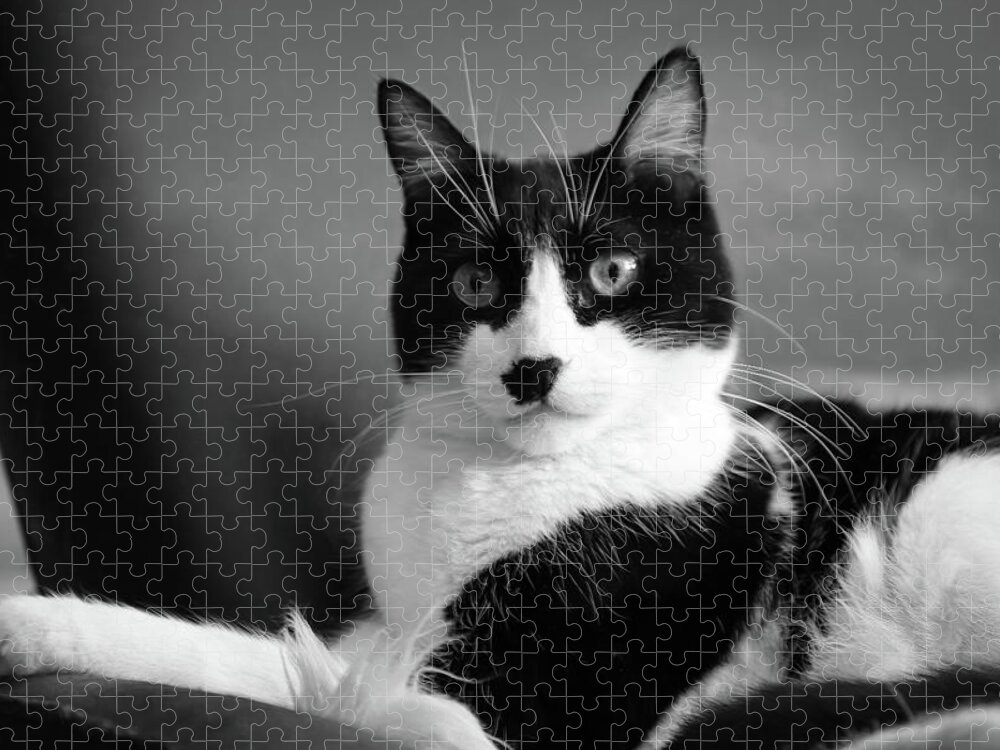 Cat Jigsaw Puzzle featuring the photograph Lord of the Manor bw by Bonnie Follett