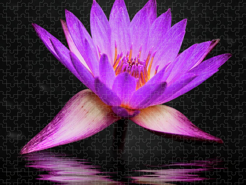3scape Jigsaw Puzzle featuring the photograph Lotus by Adam Romanowicz
