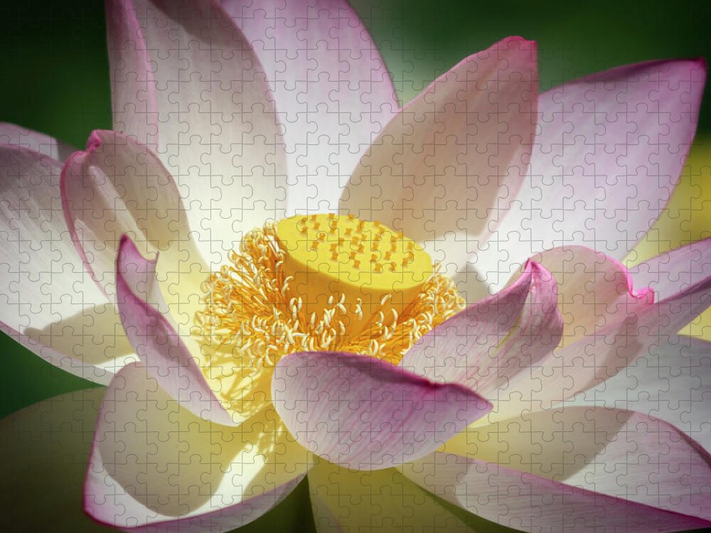 Flower Jigsaw Puzzle featuring the photograph Lotus Flower Bloom by Gary Geddes