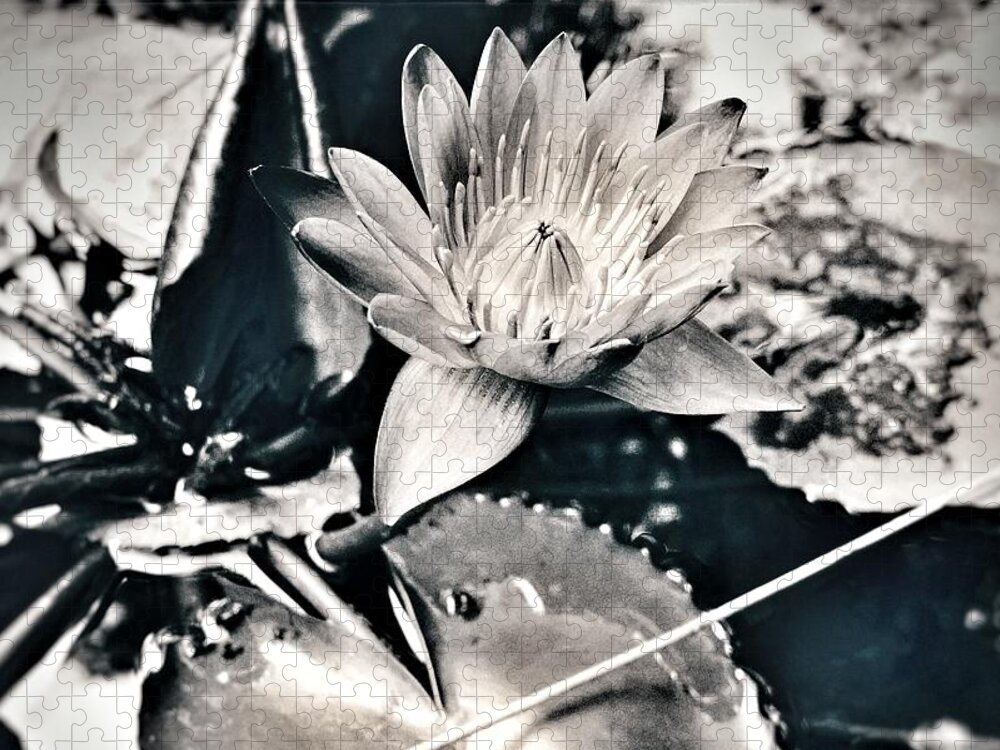 Lotus Jigsaw Puzzle featuring the photograph Lotus on the Pond by Wendy Golden